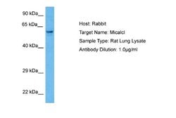 MICALCL Rabbit anti-Rat, Polyclonal, Novus Biologicals 0.1ml; Unconjugated:Antibodies,